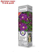 Клематис крупноцветковый "Лех Качинский ", 1 шт, туба, Весна 2023