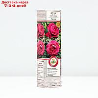 Саженец Роза плетистая "Лагуна", туба, 1 шт, Весна 2024
