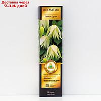 Клематис ботанический Люкс "Лемон Дрим ", 1 шт, туба, Весна 2023