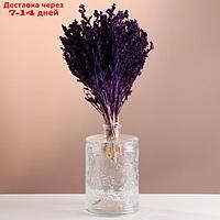 Набор сухоцветов "Шандра", банч длина 40 (+/- 6 см), фиолетовый