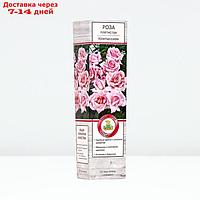 Саженец Роза плетистая "Компасион", туба, 1 шт, Весна 2024