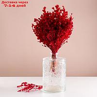 Набор сухоцветов "Шандра", банч длина 40 (+/- 6 см), красный