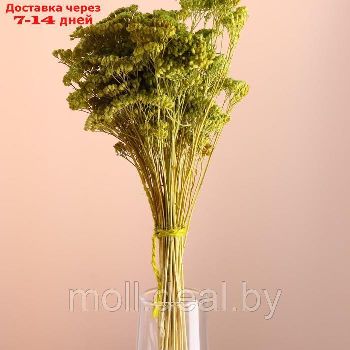 Набор сухоцветов "Тысячелистник", банч длина 50 (+/- 6 см), зелёный - фото 2 - id-p227080265
