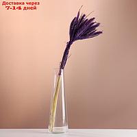 Набор сухоцветов "Сетария", банч 7 шт, длина 55-65 (+/- 6 см), фиолетовый