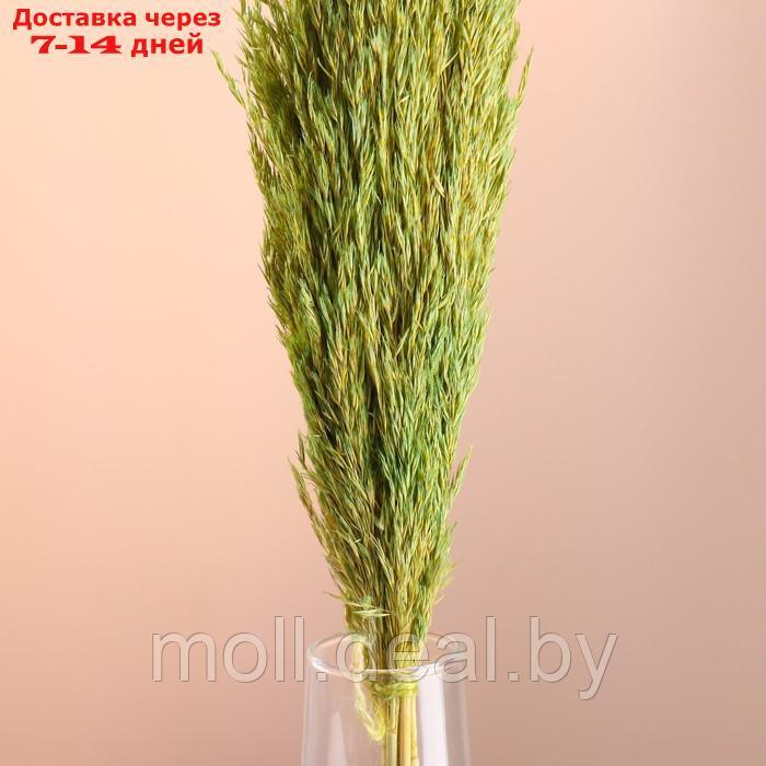 Набор сухоцветов "Камыш", банч длина 65 (+/- 6 см), зелёный - фото 2 - id-p227080274