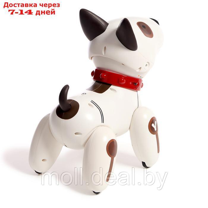 Робот-собака "Рэкс", радиоуправляемый, световые и звуковые эффекты - фото 5 - id-p227082290