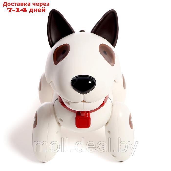 Робот-собака "Рэкс", радиоуправляемый, световые и звуковые эффекты - фото 7 - id-p227082290
