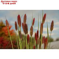 Пеннисетум "Red Bunny Tails", р-р 02/03, 1 шт, Весна 2024