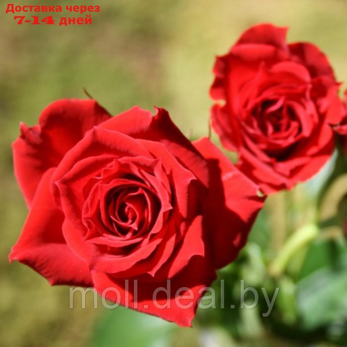 Саженец Роза Спрей (мини- Роза) Ред микадо, 1 шт, Весна 2024 - фото 1 - id-p227075396