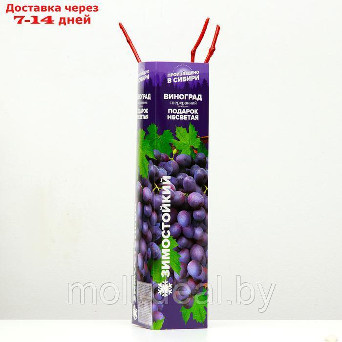 Саженец винограда "Подарок несветая", 1 шт, Весна 2024 - фото 2 - id-p227075435