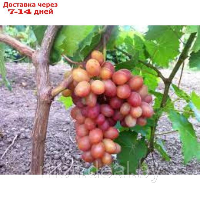 Саженец винограда "Гран при", 1 шт, Весна 2024 - фото 1 - id-p227075440
