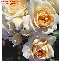 Саженец Розы Флорибунда "Лионс роуз", 1 шт, Весна 2024