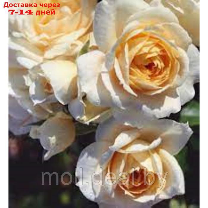 Саженец Розы Флорибунда "Лионс роуз", 1 шт, Весна 2024 - фото 1 - id-p227075441