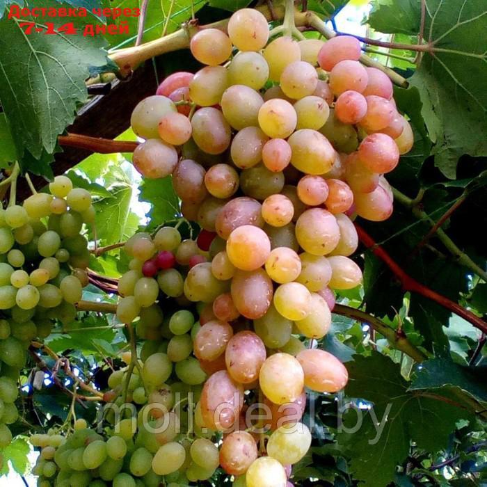 Саженец винограда "Геракл", 1 шт, Весна 2024 - фото 1 - id-p227075444