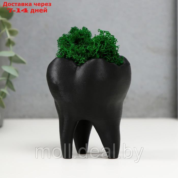 Кашпо бетонное "Зуб" со мхом черный 7,5х6,5х9,5 см (мох зеленый стабилизированный) - фото 1 - id-p227092376