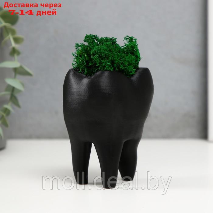 Кашпо бетонное "Зуб" со мхом черный 7,5х6,5х9,5 см (мох зеленый стабилизированный) - фото 2 - id-p227092376