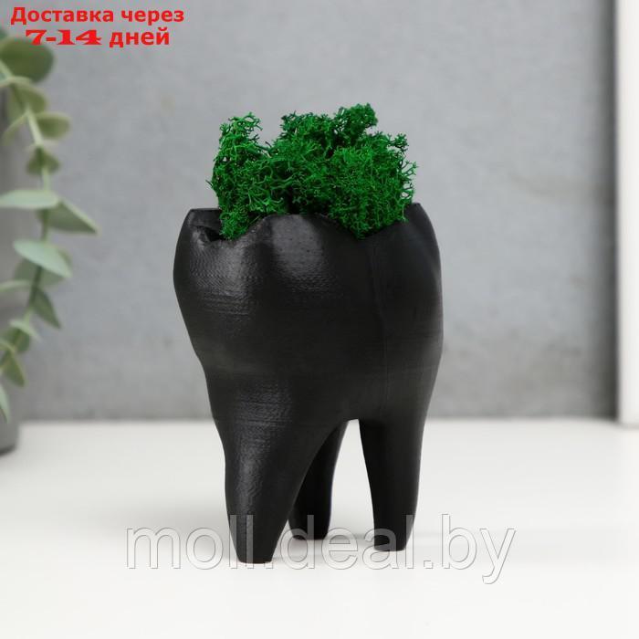 Кашпо бетонное "Зуб" со мхом черный 7,5х6,5х9,5 см (мох зеленый стабилизированный) - фото 4 - id-p227092376