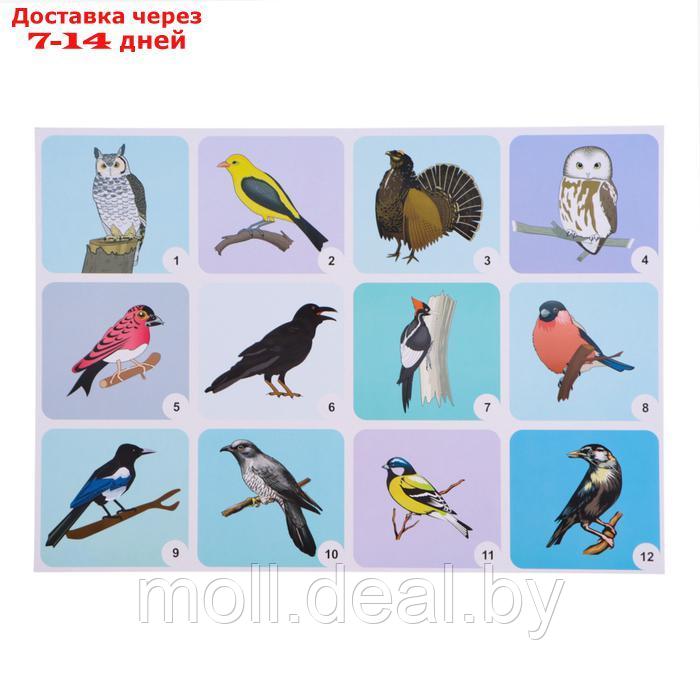 Набор плакатов "Дикие и домашние животные и птицы" с методическими рекомендациями, 4 плакат 1047263 - фото 2 - id-p227079439