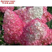 Саженец Гортензия метельчатая "Strawberry Blossom", Горшок C2, Лето 2024
