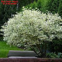 Саженец Дерен белый "Elegantissima", Горшок C2, Лето 2024
