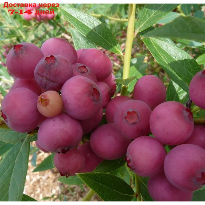 Саженец Голубика садовая "Pink Blueberry", Горшок C2, Лето 2024 - фото 1 - id-p226905202