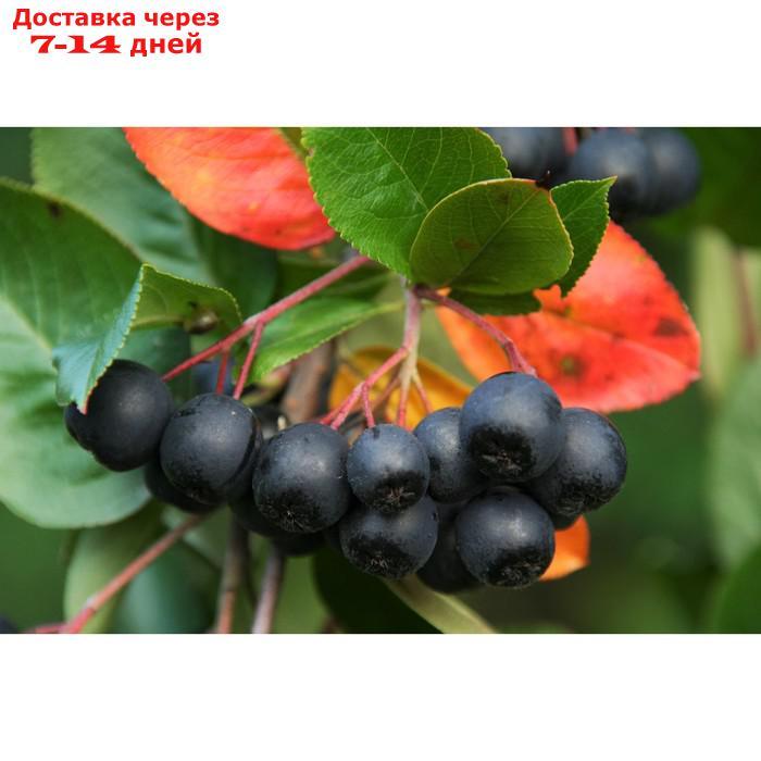 Саженец Арония черноплодная "Revontuli Hedger", Горшок C3, Лето 2024 - фото 1 - id-p226905353