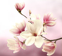 Фотообои листовые Vimala Розовые цветы