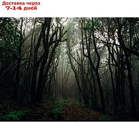 Фотобаннер, 300 × 200 см, с фотопечатью, люверсы шаг 1 м, "Тёмный лес"
