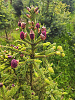 Ель Лицзянская (Picea likiangensis Franch E.Pritz) C5