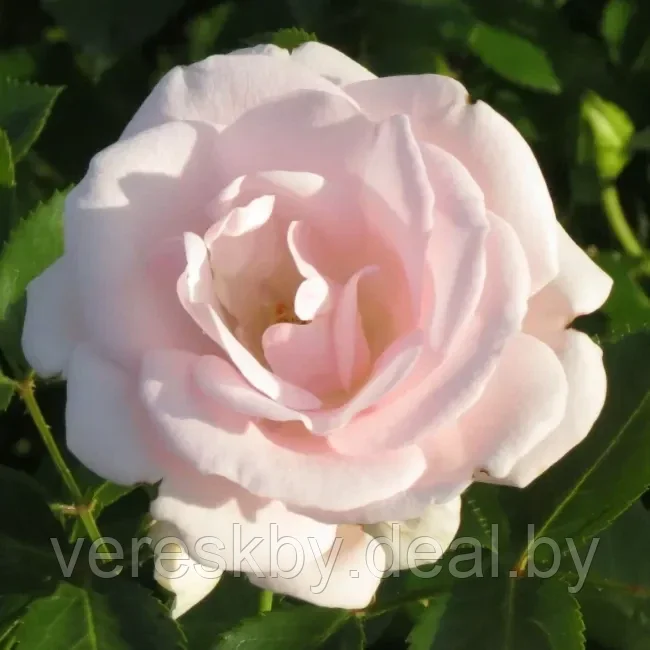Роза флорибунда Аспирин (Aspirin Rose) - фото 1 - id-p195499458