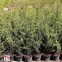Можжевельник обыкновенный "Suecica" (Juniperus communis) С2