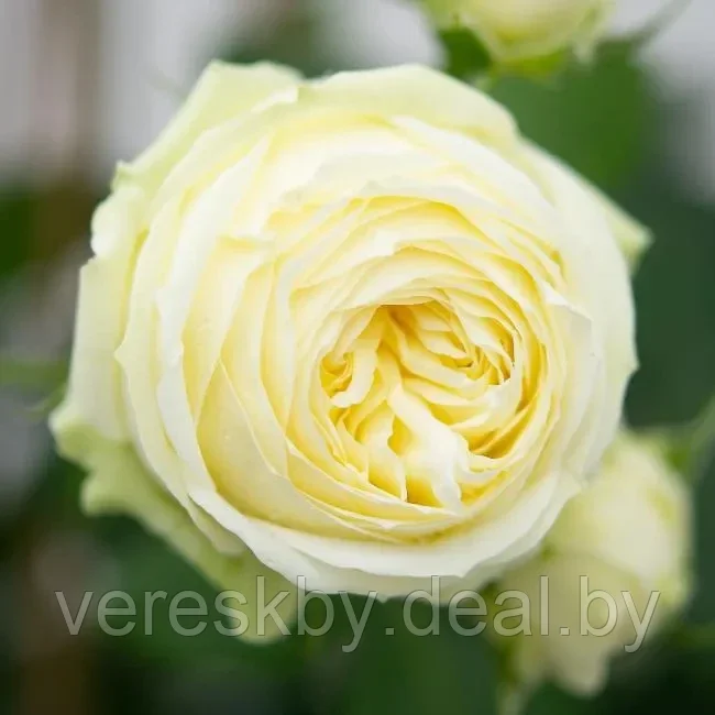 Роза чайно-гибридная Уайт Пиано (White Piano) - фото 1 - id-p206481568