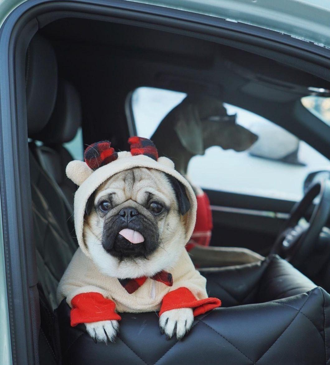 Автокресло для перевозки собак, лежак в машину для животных - фото 1 - id-p176991950