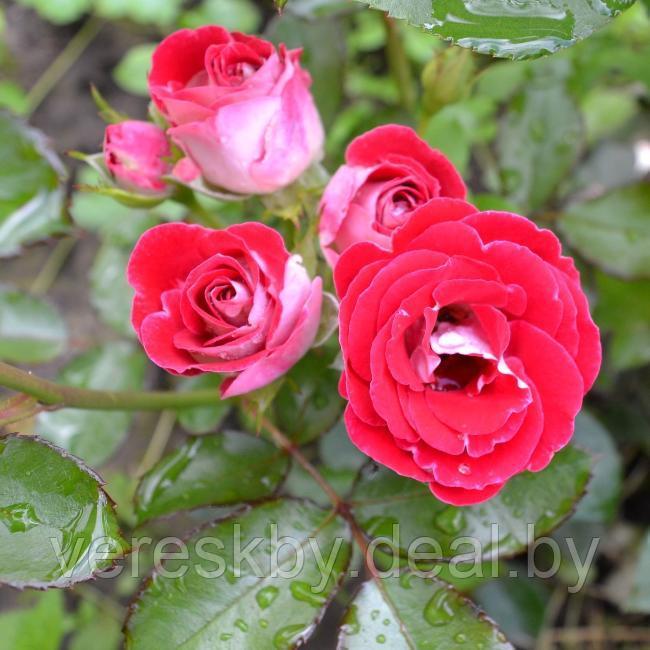 Роза флорибунда Шоне Кобленцерин - фото 1 - id-p205025736
