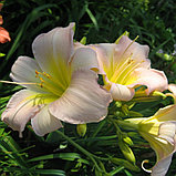 Лилейник Катерина Вудбери, фото 3