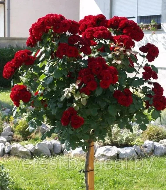 Роза штамбовая Лаваглут (Lavaglut) - фото 1 - id-p198309126