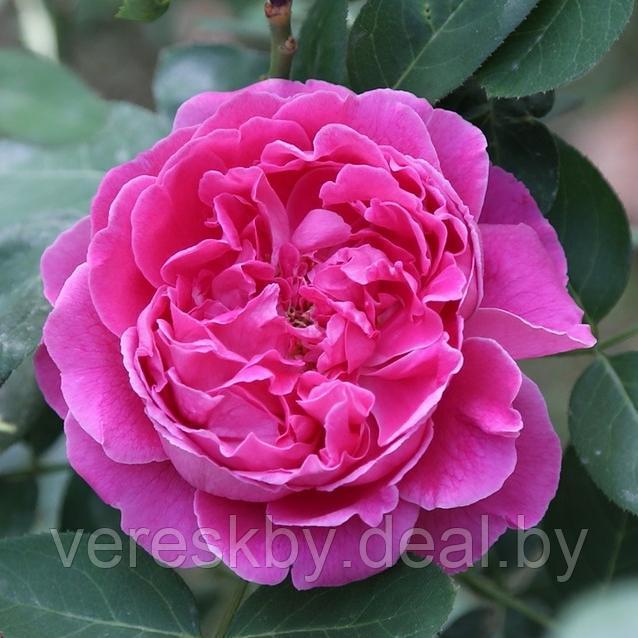 Роза чайно-гибридная Поль Нейрон (Paul Neyron) - фото 1 - id-p206481575
