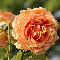 Роза чайно-гибридная Ашрам (Ashram)