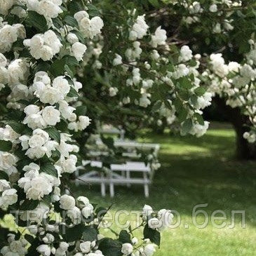 Ароматизатор Lori Белый сад (White garden), 30 гр