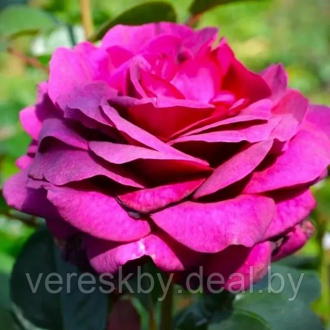 Роза чайно-гибридная Биг Пёрпл (Big Purple) - фото 1 - id-p224488606