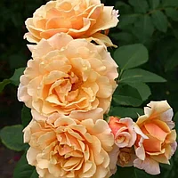 Роза кустовая Карамелла (Caramella)