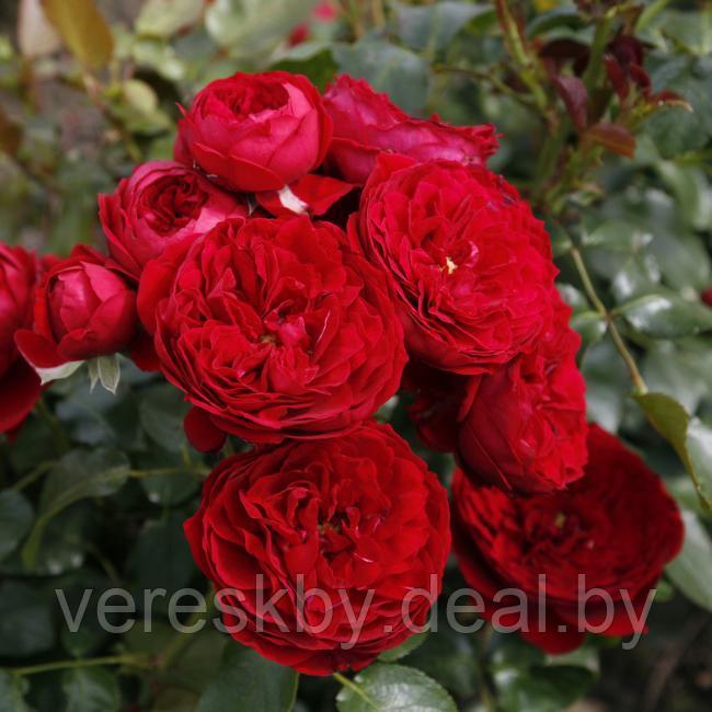Роза флорибунда Роткапчен (Rotkappchen) - фото 1 - id-p195499461