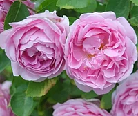 Роза английская Мери Роуз (Mary Rose)