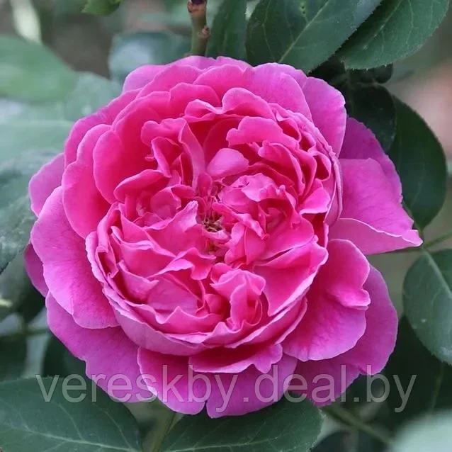Роза чайно-гибридная Поль Нейрон (Paul Neyron) - фото 1 - id-p206481575