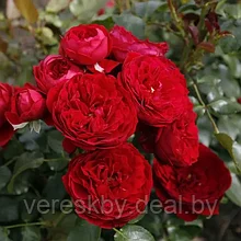 Роза флорибунда Роткапчен (Rotkappchen)
