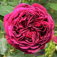 Роза английская Фальстаф (Falstaff)