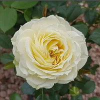 Роза флорибунда Лемон Рококо