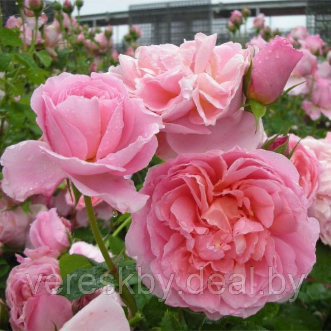 Роза флорибунда Дам де Шенонсо (Dames de Chenonceau) - фото 1 - id-p208454519