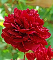 Пион молочноцветковый Red Sarah Bernhardt, саженец