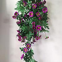 Хризантема ампельная 88 см, фиолетовый